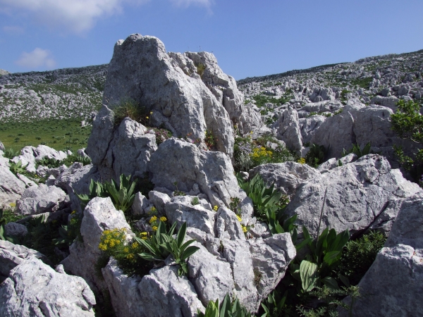 Fioriture in quota